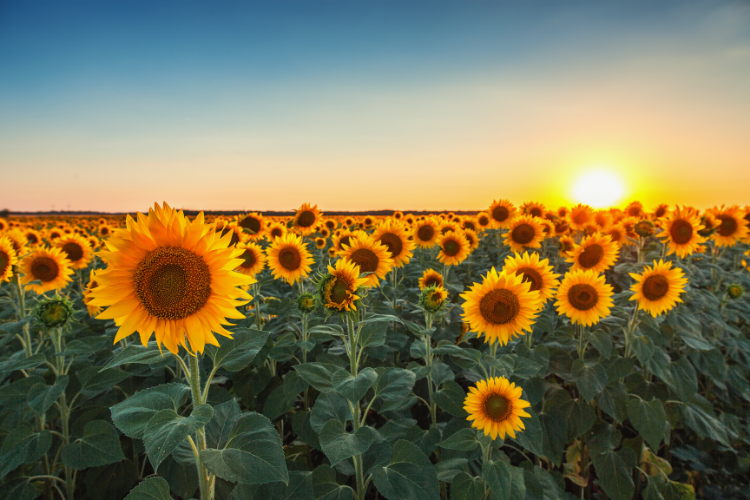Sunflower Fields - Explore Ohio - Cutler Real Estate